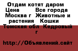 Отдам котят даром › Цена ­ 10 - Все города, Москва г. Животные и растения » Кошки   . Томская обл.,Кедровый г.